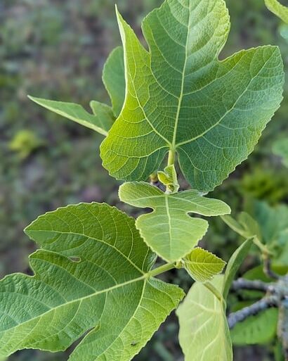 from fig leaves to the cross