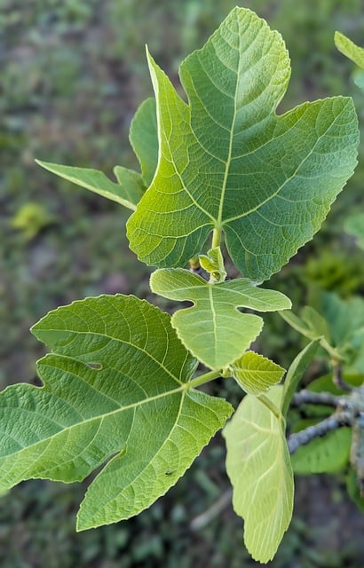 from fig leaves to the cross